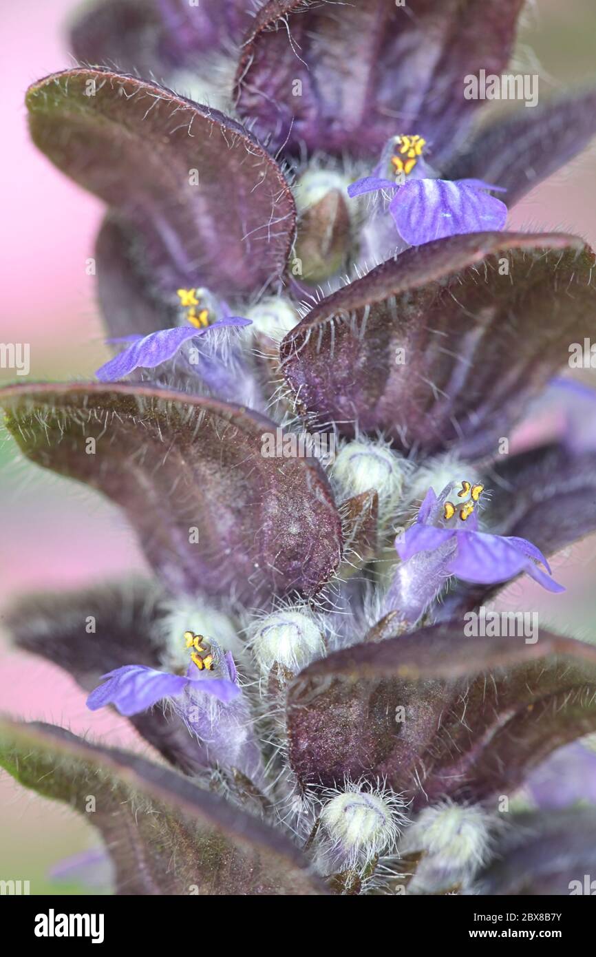 Ajuga pyramidalis, communément appelé bugle pyramidal Banque D'Images