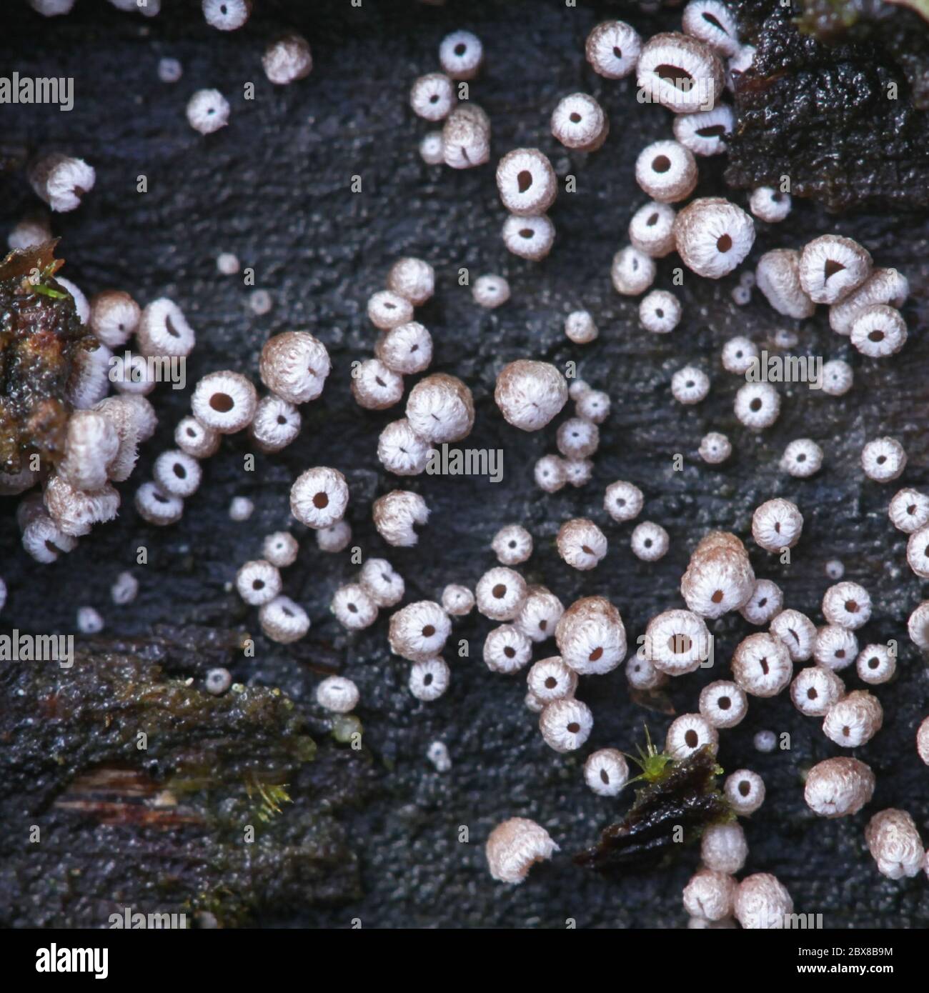 Flagelloscypha eruciformis, un champignon cyphelloïde de Finlande Banque D'Images