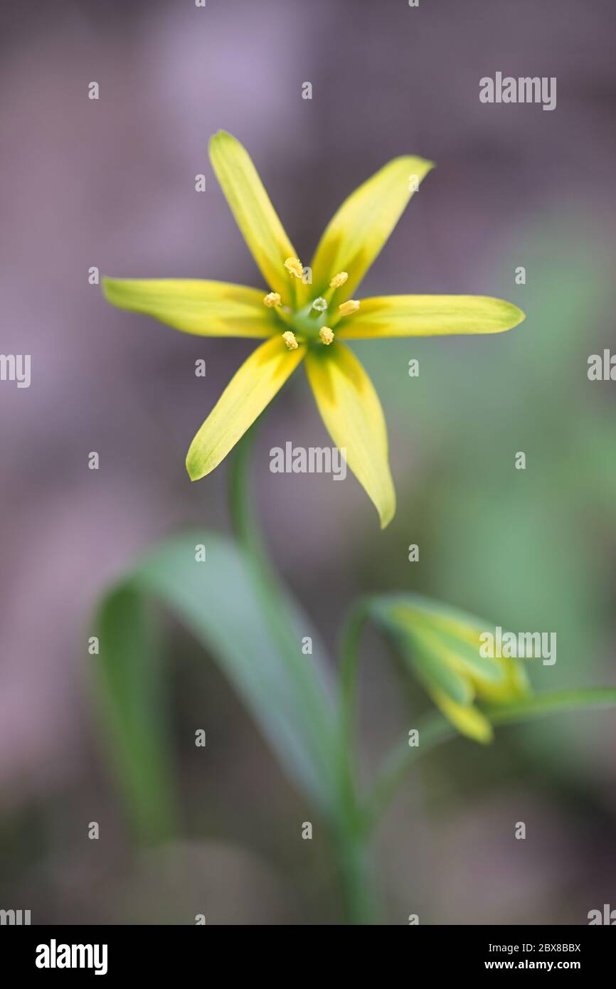 Gagea lutea, connue sous le nom d'étoile jaune de Bethléem, fleur sauvage de Finlande Banque D'Images