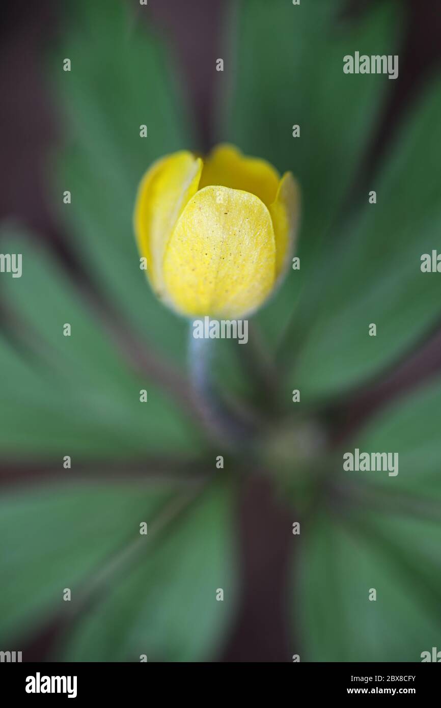 Anemone ranunculides, l'anemone de bois jaune, plante sauvage de Finlande Banque D'Images
