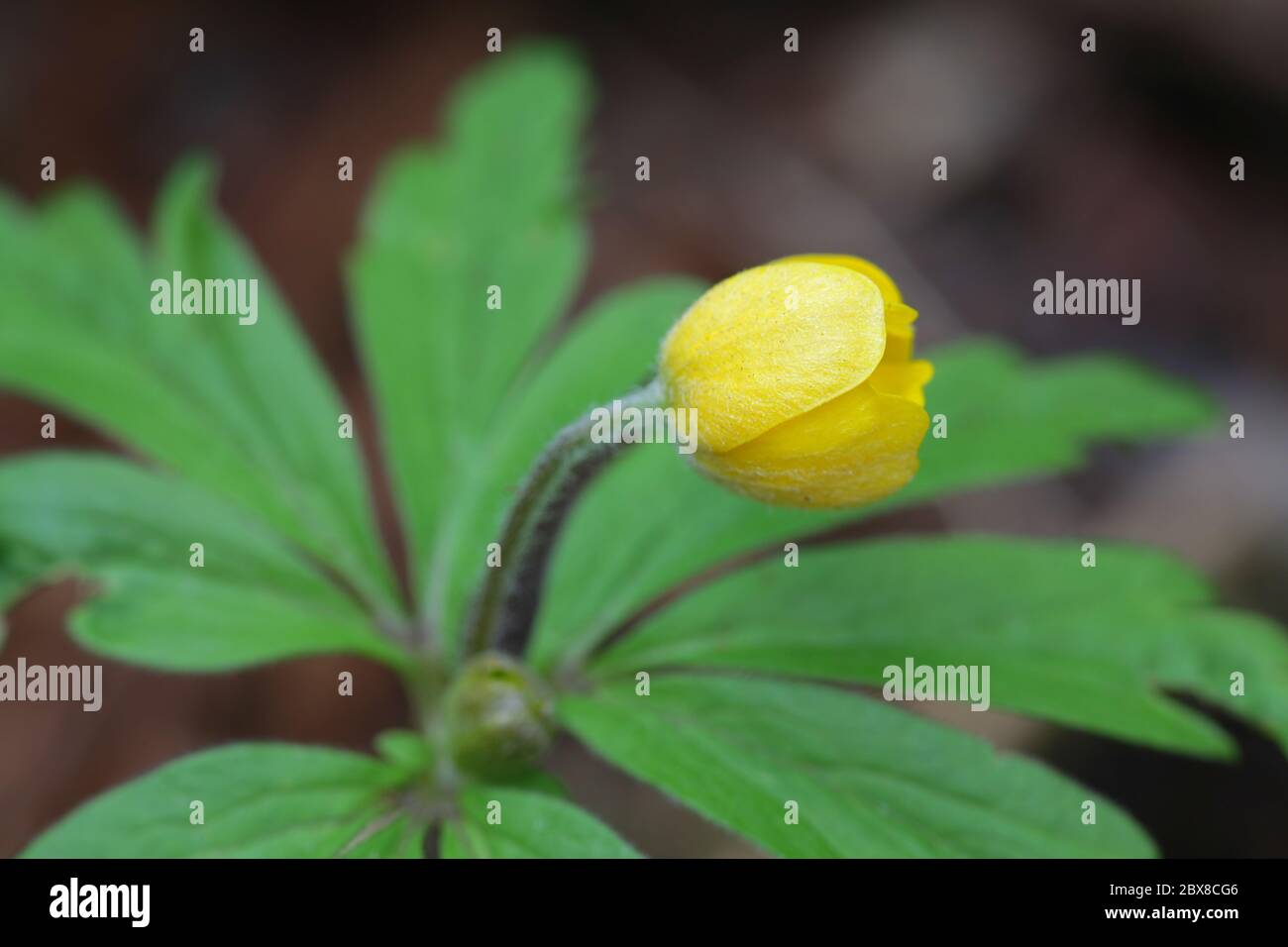 Anemone ranunculides, l'anemone de bois jaune, plante sauvage de Finlande Banque D'Images