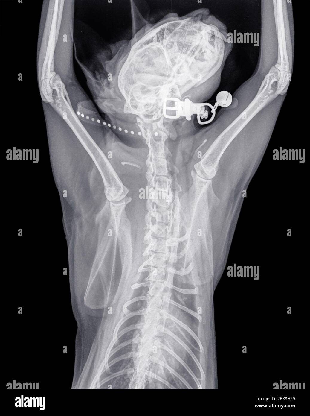 Radiographie numérique dorso-ventrale du thorax, des jambes avant et de la tête d'un chat normal avec collier et cloche de chat. Isolé sur noir Banque D'Images