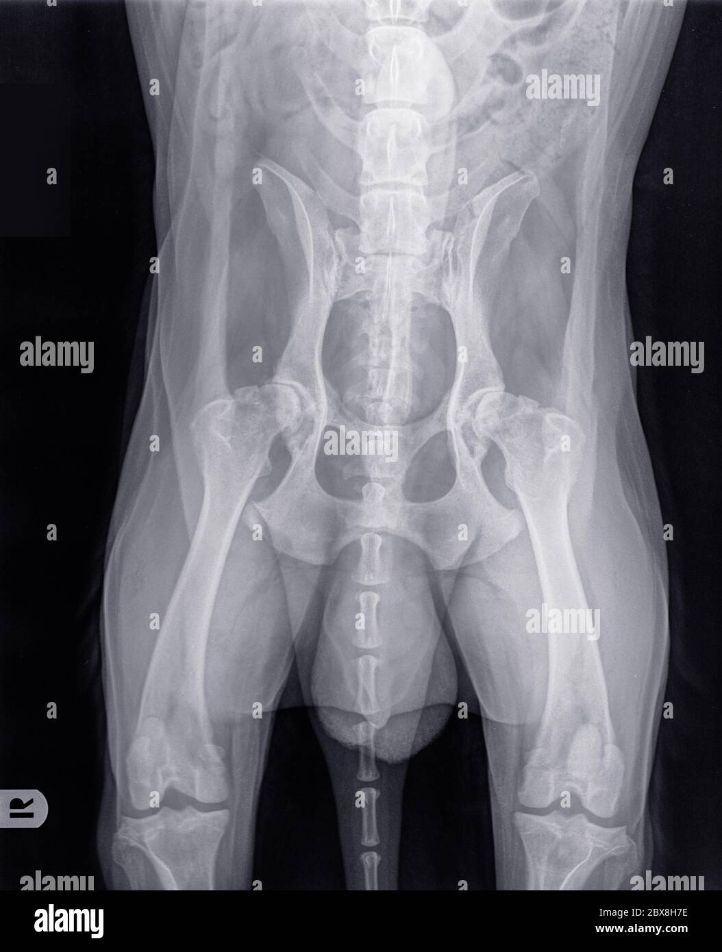 Radiographie d'un chien plus âgé présentant une dysplasie sévère de la hanche et une arthrose. La lettre R indique le côté droit du chien. Isolé sur noir Banque D'Images