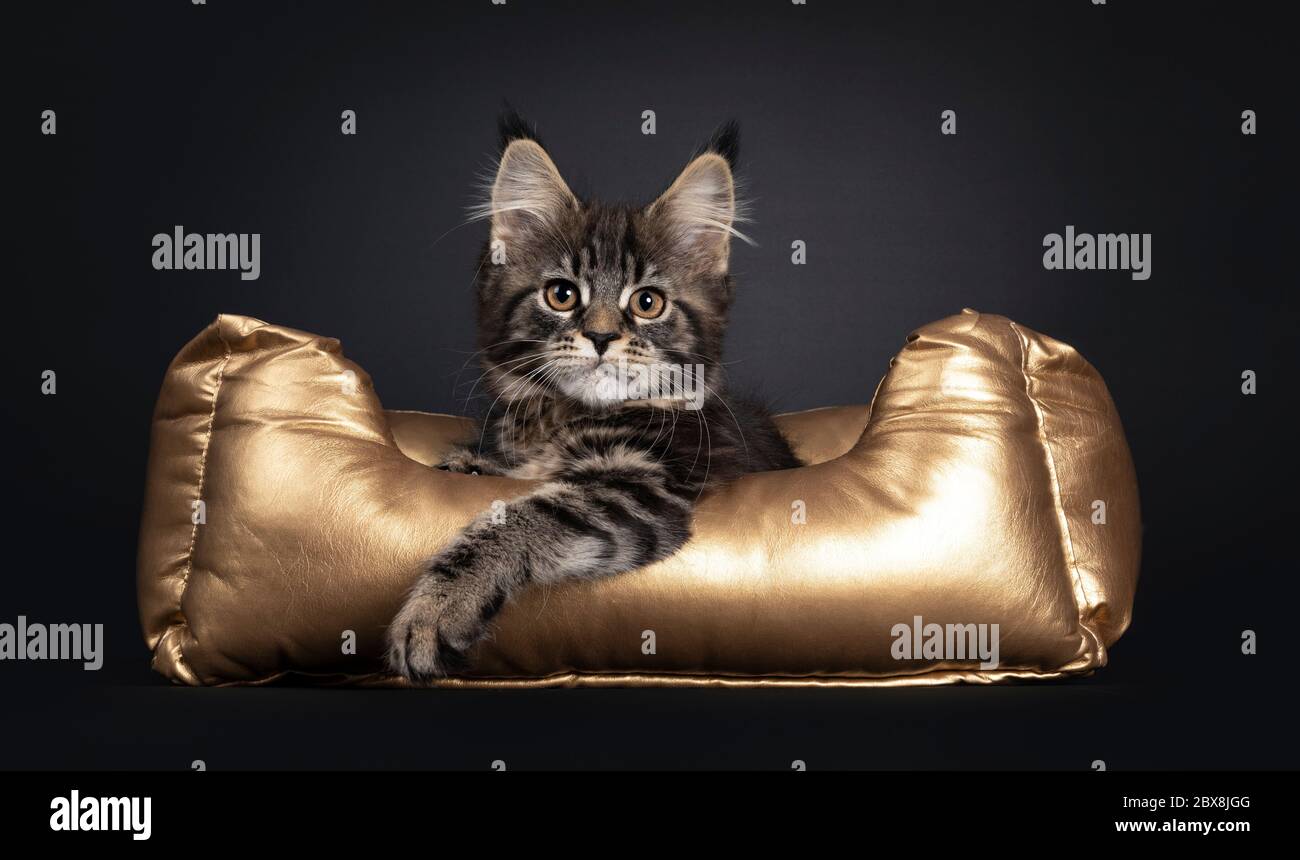 Joli tabby noir Maine Coon chat chaton, en position d'or avec patte avant suspendue sur le bord. Vue vers la caméra avec un front orange Banque D'Images