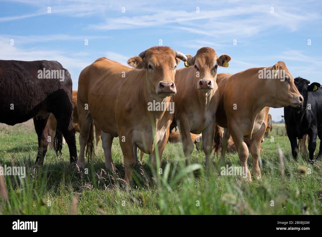 Les vaches de boeuf regardent dans la caméra sur un pré vert contre un ciel bleu Banque D'Images