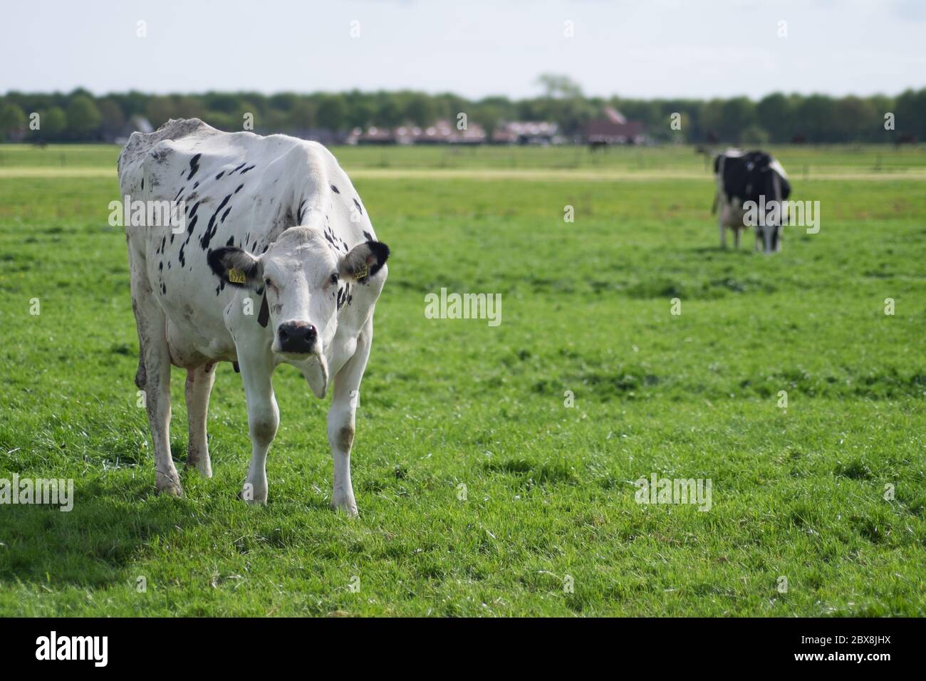 Deux vaches dans un pré vert frais aux pays-Bas. La vache blanche gauche regarde dans la caméra l'autre broute, la ferme est en arrière-plan Banque D'Images