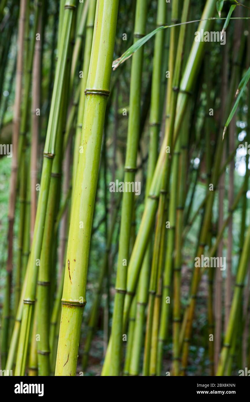 Tiges de bambou vertes (Phyllostachys bissetti), Trewidden Garden, Penzance, Cornwall, Royaume-Uni Banque D'Images