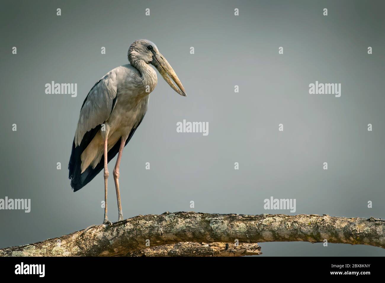 Une facture asiatique ouverte sur une branche d'arbre. Oiseaux. Banque D'Images