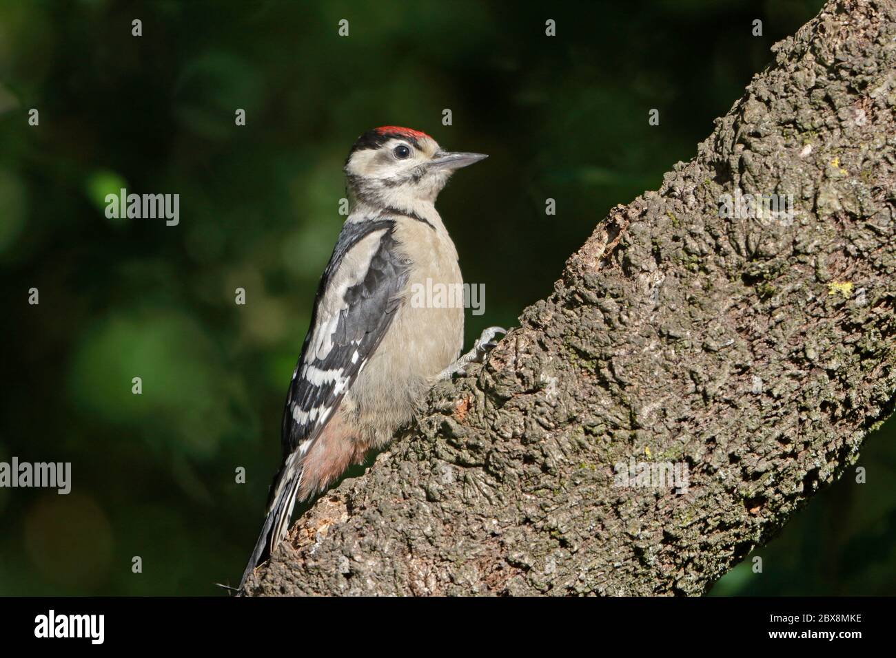 Pic à pois de la forêt de Dean Banque D'Images
