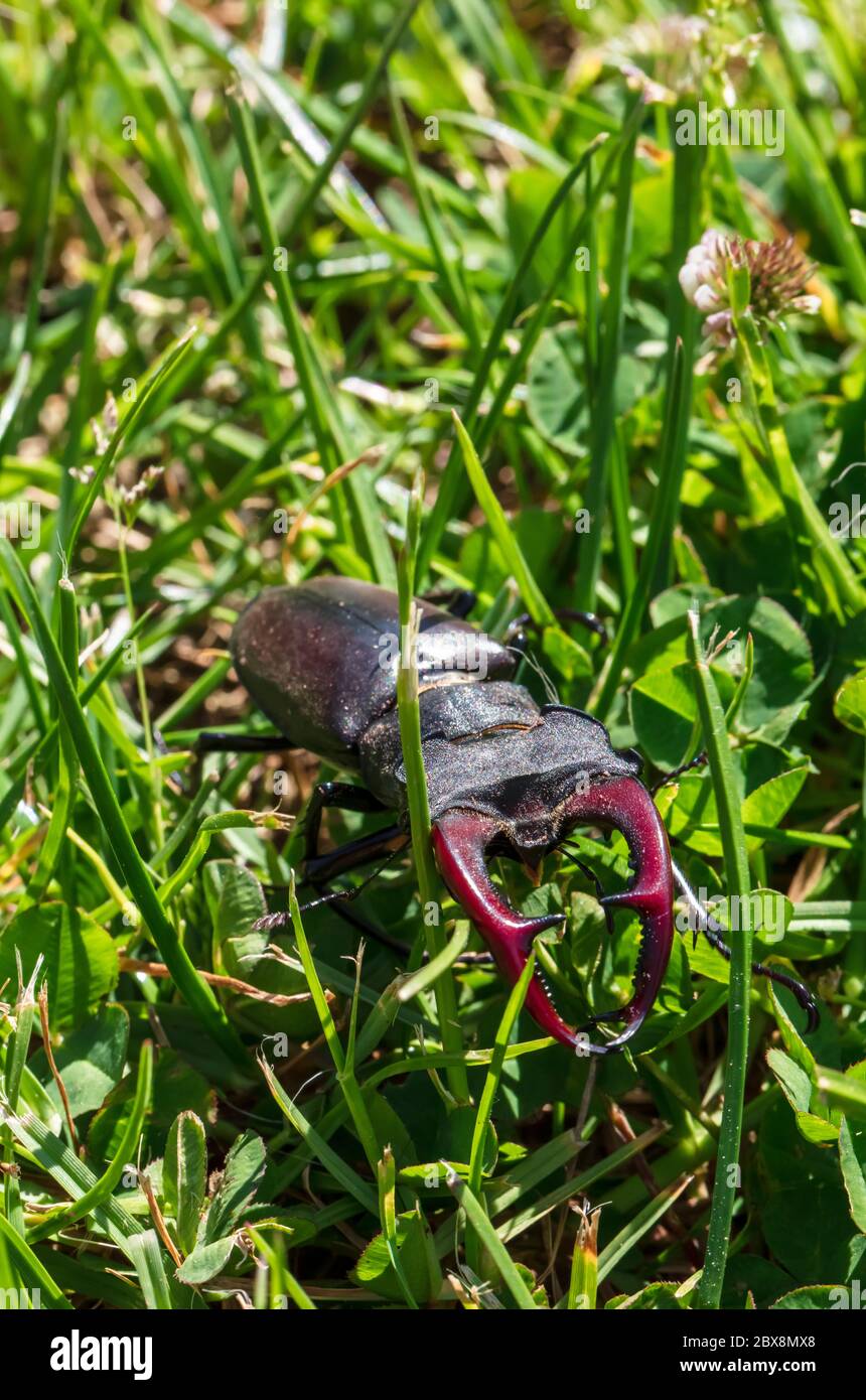 le coléoptère du cerf géant mâle est à la recherche de confiseurs dans l'herbe verte en posture agressive avec des ciseaux prêts au combat Banque D'Images