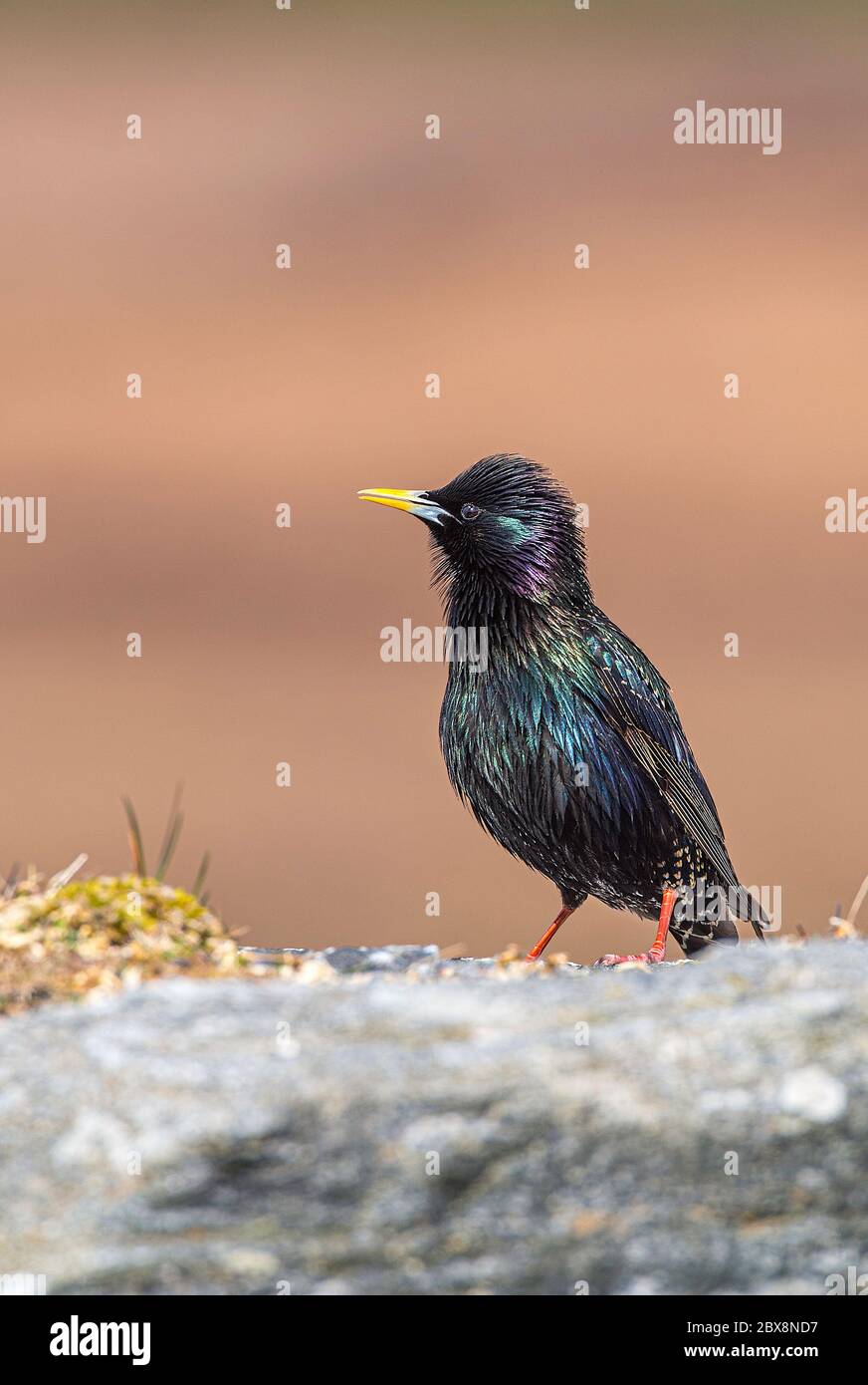 Starling courant Sturnus vulgaris perchée sur un mur de pierre à North Uist, en Écosse. Banque D'Images