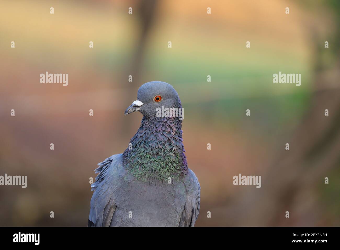 photographie de pigeon vue de face, image de jeune oiseau, pigeon de roche. Banque D'Images