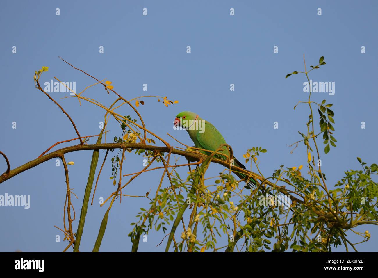 Image perroquet vert , arrière-plan HD, arrière-plan oiseau libre Banque D'Images
