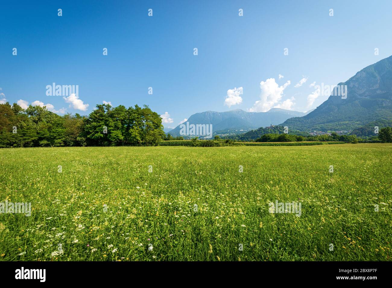 Prairies verdoyantes et fleurs dans les Alpes italiennes de Valsugana, Borgo Valsugana, province de trente, Trentin-Haut-Adige, Italie, Europe Banque D'Images