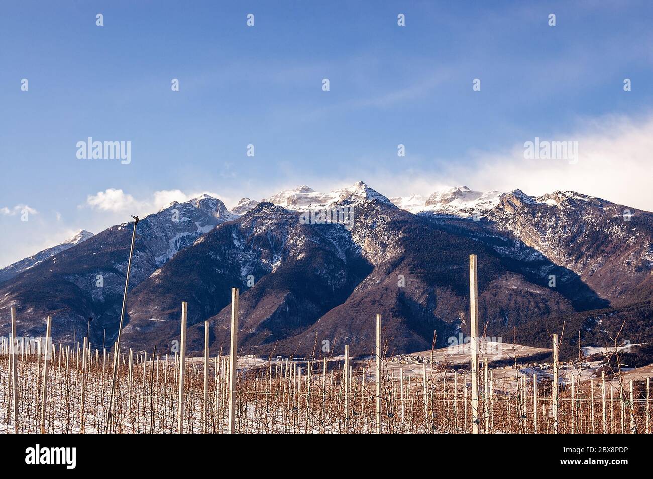 Brenta Dolomites en hiver à Val di non, vallée dans la province de Trento, Trentin-Haut-Adige, Italie, Europe, en premier plan jeunes pommiers. Banque D'Images