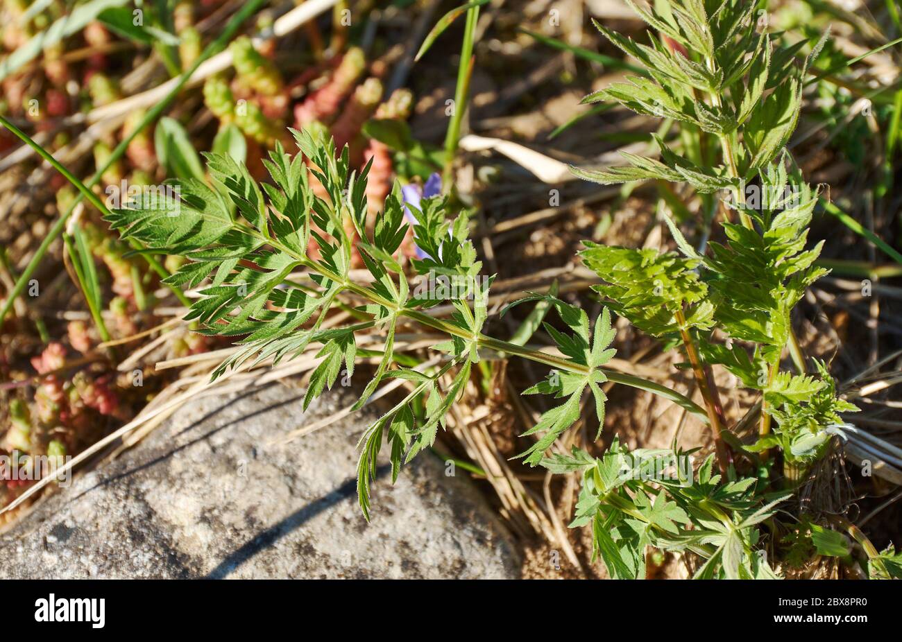 Jeunes feuilles Anthriscus sylvestris, persil de vache gros plan Banque D'Images