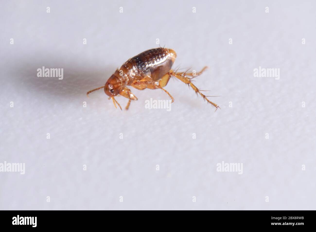 Super macro gros plan de puce brune, ambre, Siphonaptera. Il survit comme parasite externe des mammifères et des oiseaux Banque D'Images
