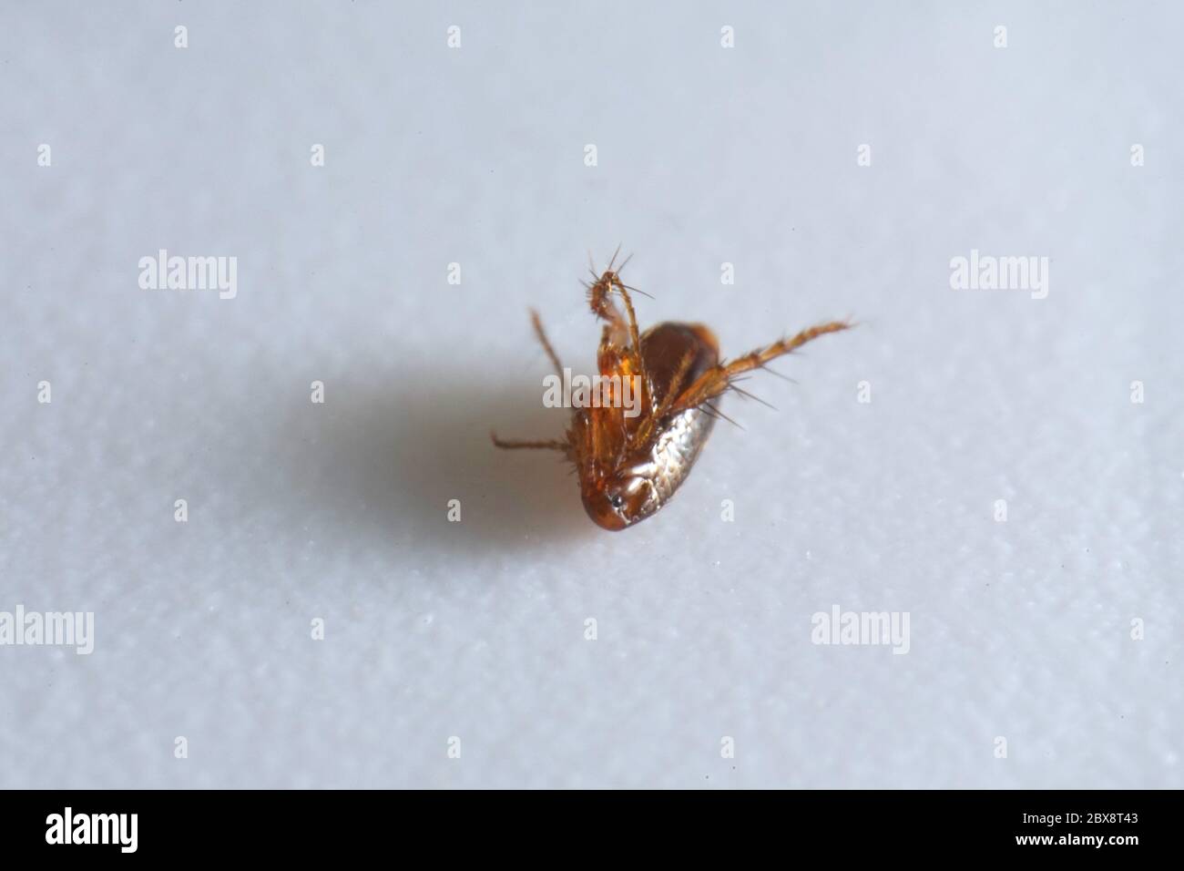 Super macro gros plan de puce brune, ambre, Siphonaptera se posant sur le dos. Il survit comme parasite externe des mammifères et des oiseaux Banque D'Images
