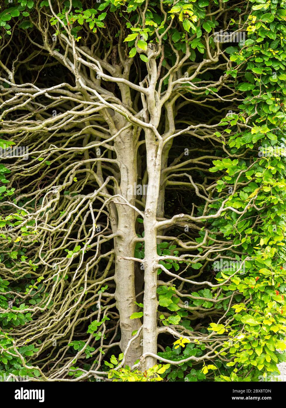 Extrémité d'une haie verte montrant la structure complexe des branches Banque D'Images