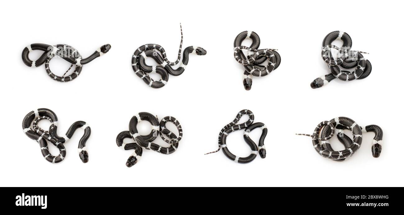 Image de la petite couleuvre (Lycodon laoensis) sur fond blanc., Reptile,. Animaux. Banque D'Images