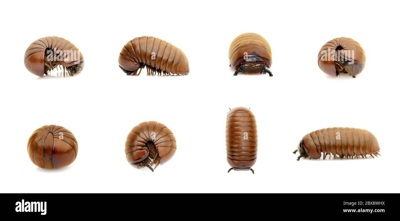 Groupe de vers millipèdes de pilule (Oniscomorpha) isolé sur fond blanc. Glomerida. Insecte. Animal. Banque D'Images Groupe de vers millipèdes de pilule (Oniscomorpha) isolé sur fond blanc. Glomerida. Insecte. Animal. Banque D'Images