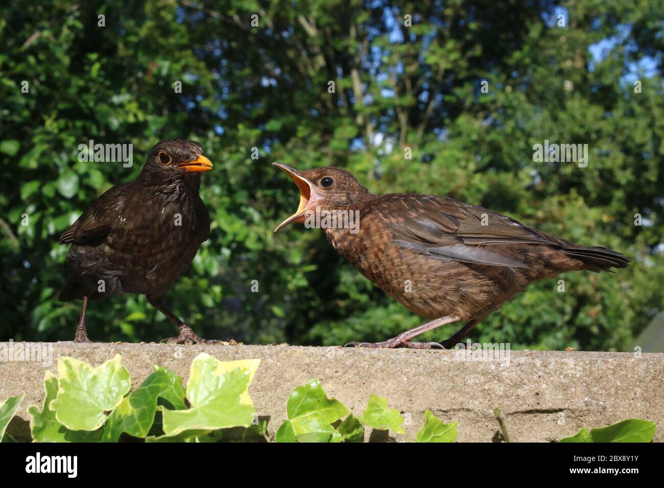 Jeune blackbird sur le mur du jardin montrant son singe jaune car il demande de la nourriture de sa mère qui est sur le point de la nourrir en juin 2020. Banque D'Images