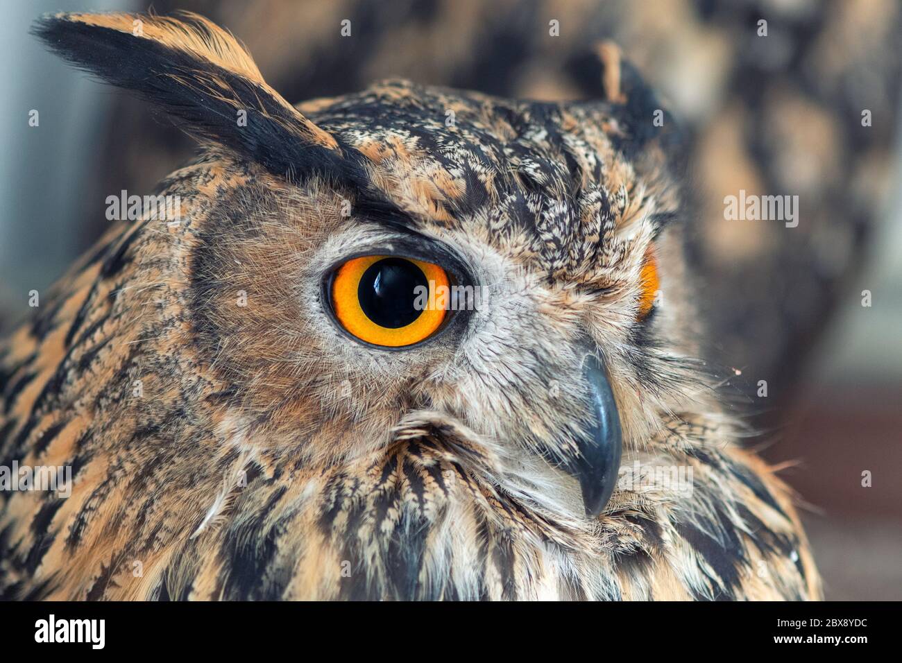 Portrait de la Chouette de l'aigle eurasien, bubo. Gros plan. Banque D'Images