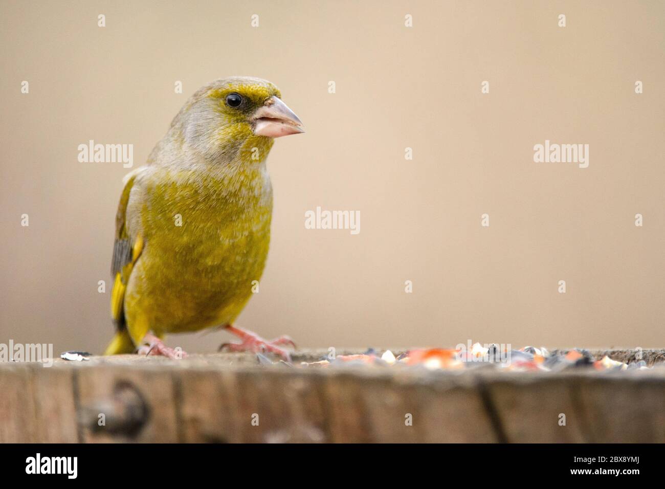Le finch vert européen (Carduelis chloris) sur le mangeoire à oiseaux d'hiver. Banque D'Images
