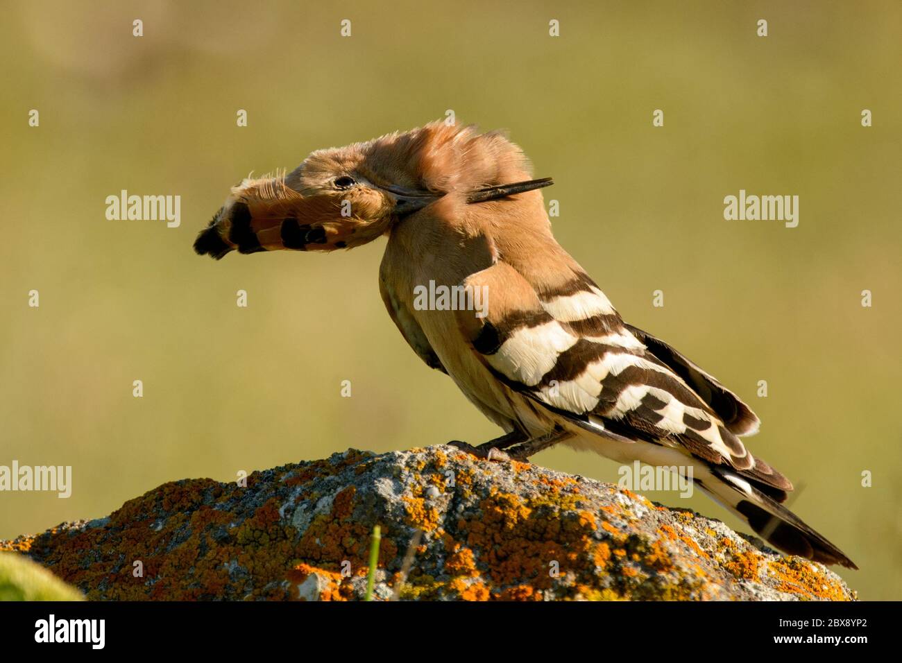 Oiseau d'Hoopoe dans l'habitat naturel, upupa epops. Banque D'Images