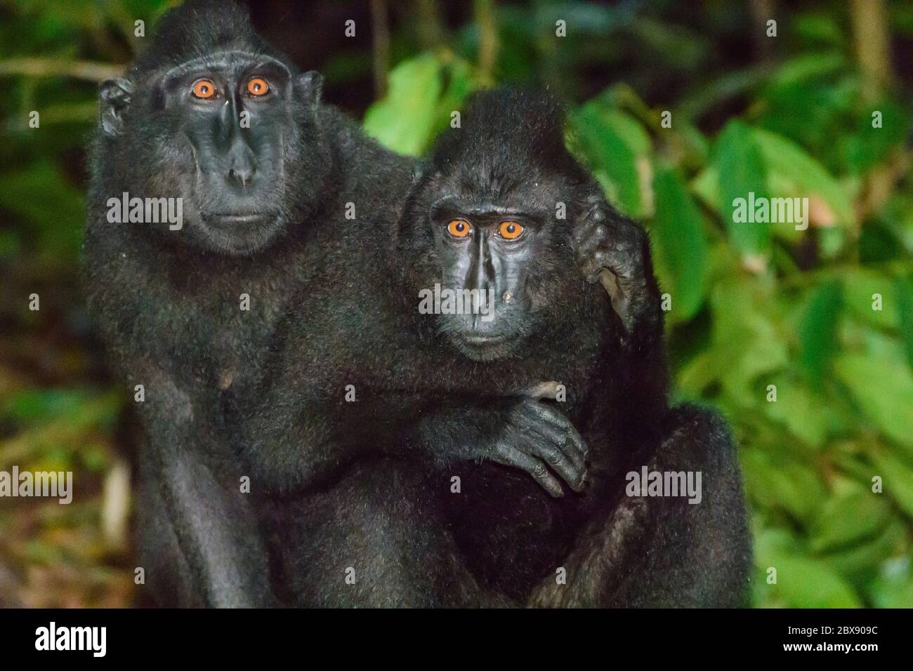Celebes macaque à crête dans le parc national de Tangkoko, Nord Sulawesi, Indonésie. Banque D'Images