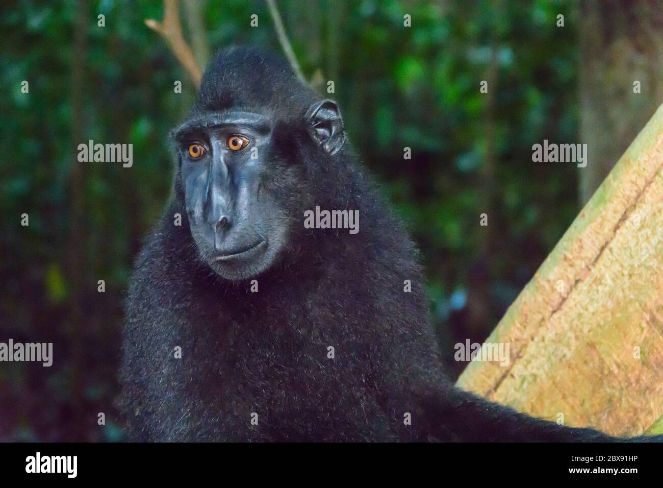 Celebes macaque à crête dans le parc national de Tangkoko, Nord Sulawesi, Indonésie. Banque D'Images