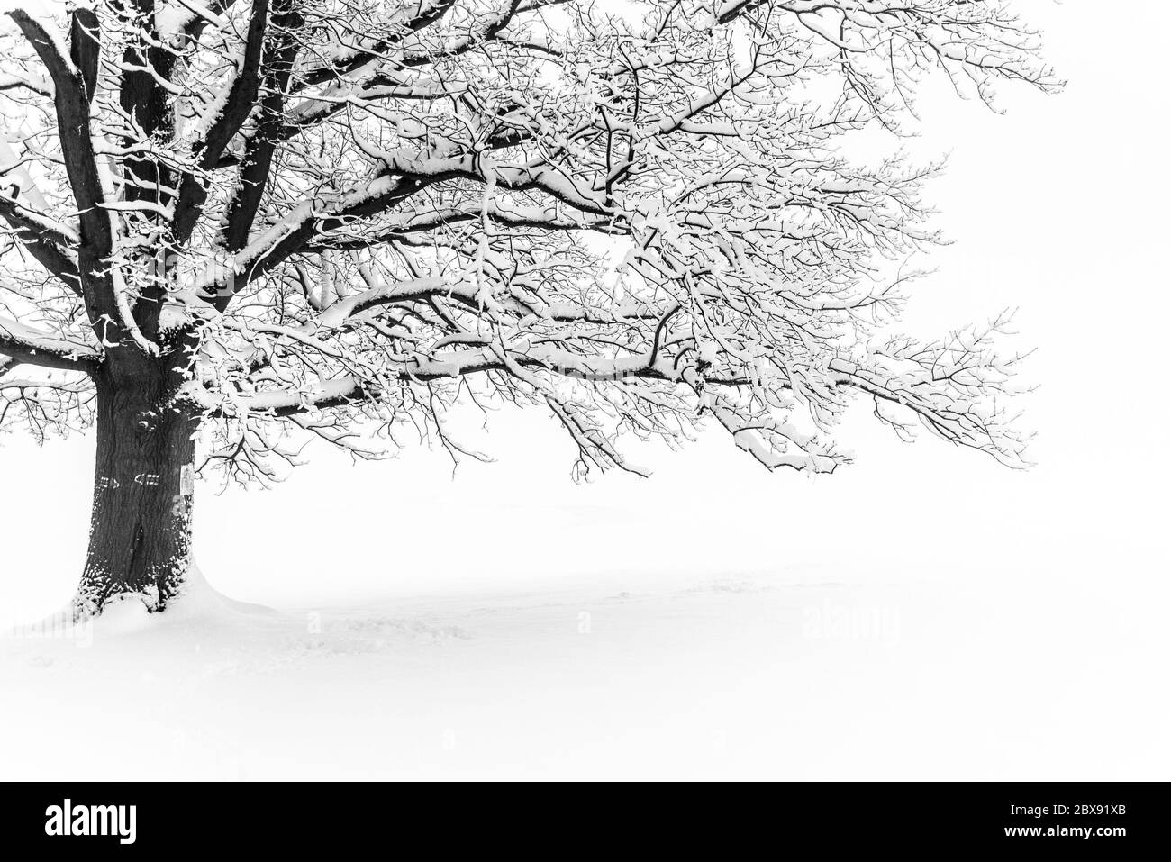 Arbre D Hiver Grand Arbre Decidieux Dans Un Paysage Enneige Blanc Clair Journee Brumeuse Et Gratuite Photo Stock Alamy