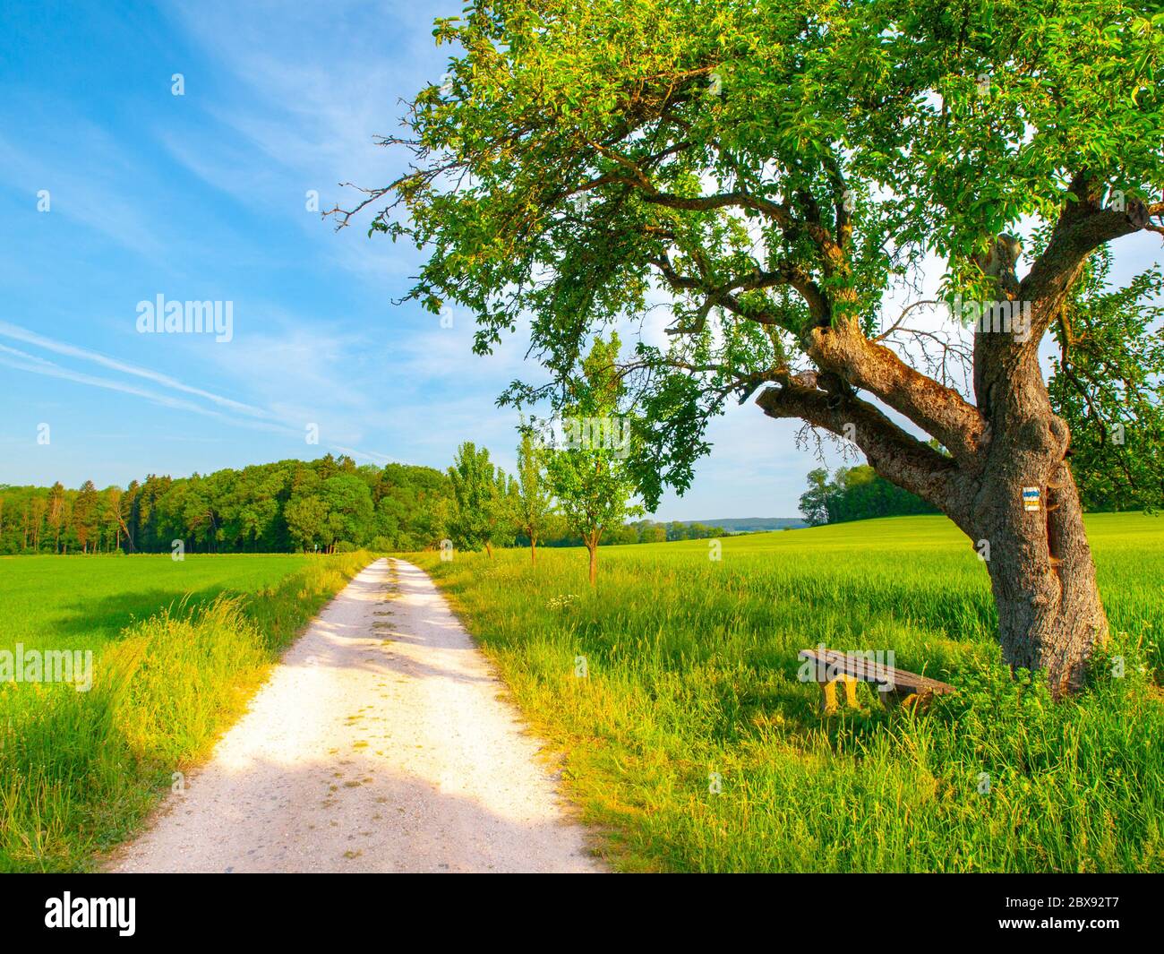 Paysage rural tchèque. Petit banc en bois sous l'arbre verdoyant vert à côté de la route de campagne. Un endroit idyllique pour se reposer. Banque D'Images