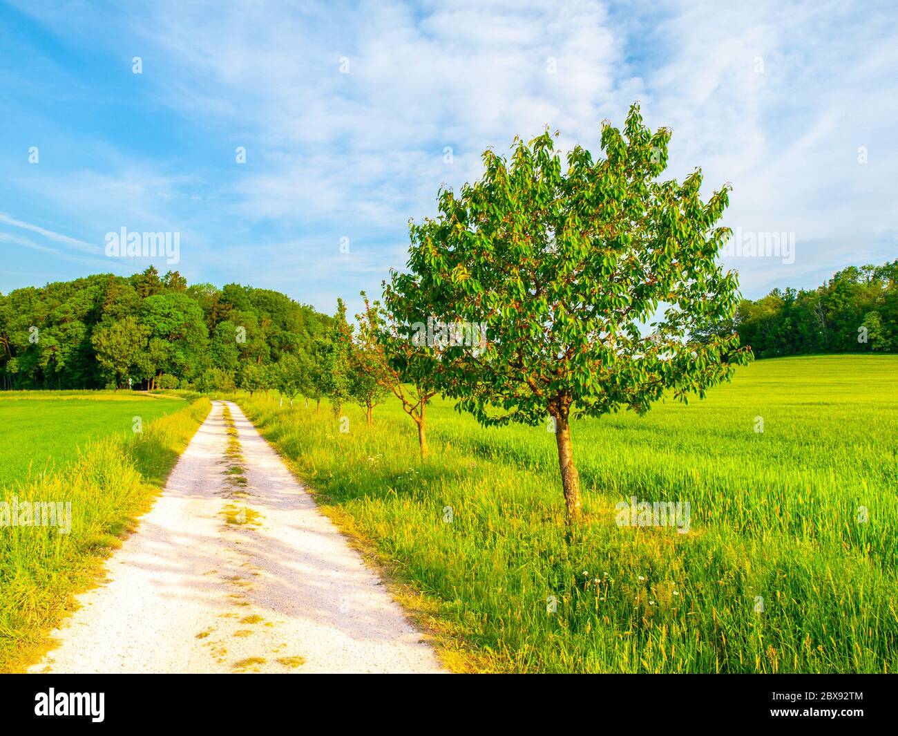 Paysage rural tchèque. Arbre verdoyant à côté de la route de campagne. Un endroit idyllique pour se reposer. Banque D'Images