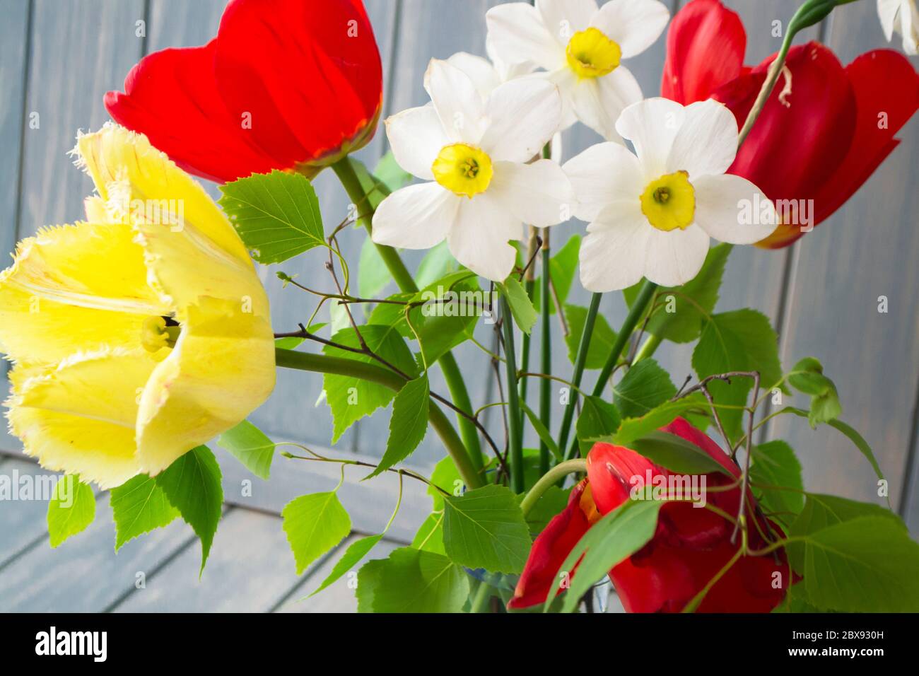 Bouquet de printemps avec tulipes jaunes et rouges, narcisse et branche de bouleau. Carte de fête des mères ou de Pâques. Gros plan Banque D'Images