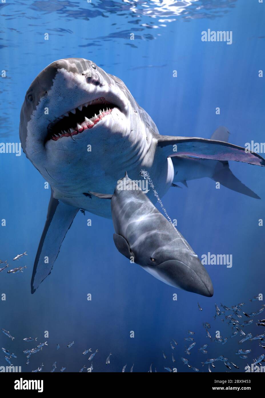 Megalodon, requin éteint de la famille des Otodontidae, chasse. Banque D'Images