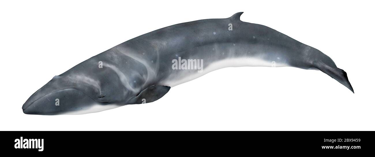 Illustration de la baleine noire pygmée, la plus petite des baleines à fanons. Banque D'Images