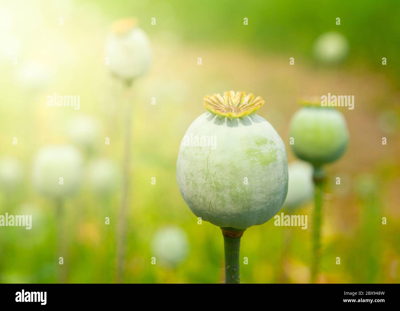 Greeen tête de pavot non mûre. Source d'opium végétale. Banque D'Images