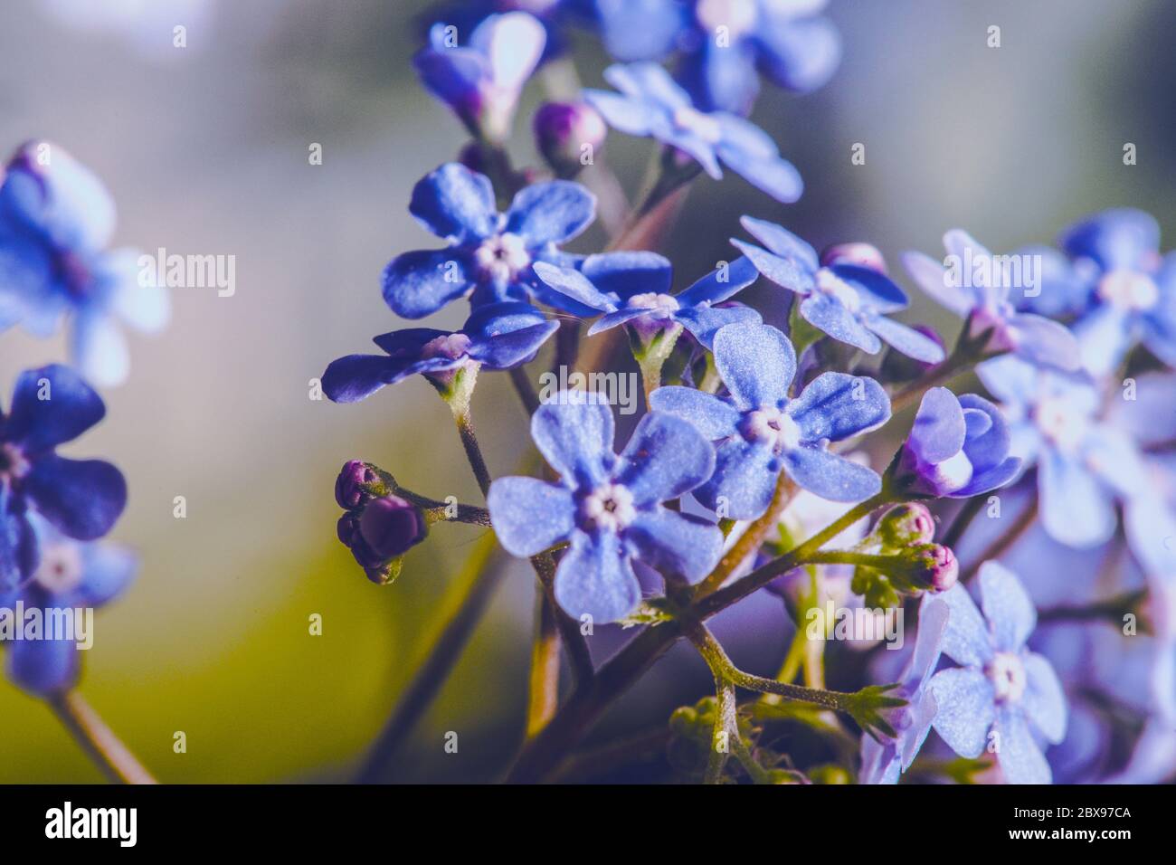 Gros plan Tiny Violet Wild Flowers Macro. Thème nature Banque D'Images