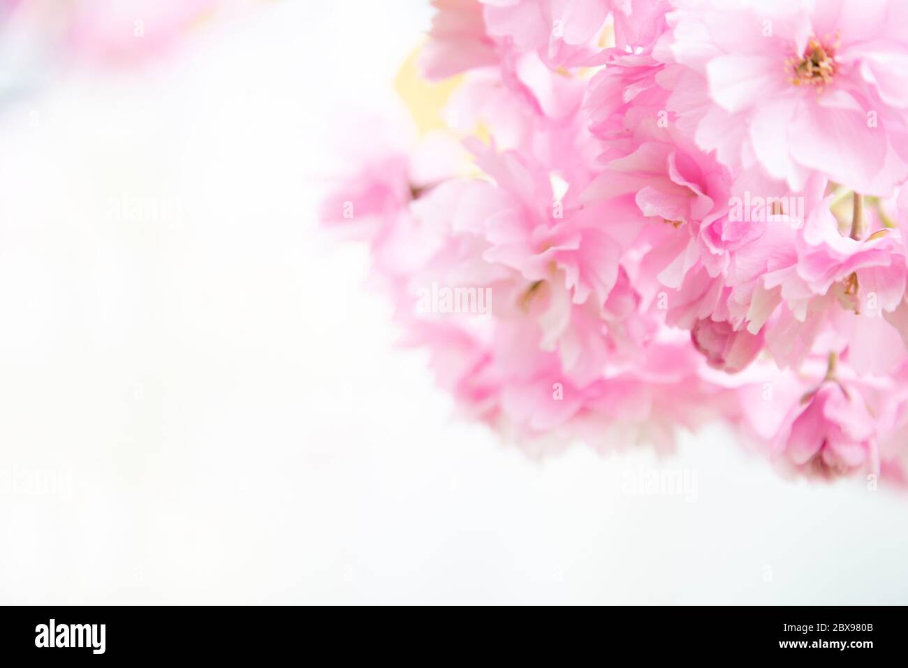 Fond rose clair délicat de cerisiers en fleurs Banque D'Images