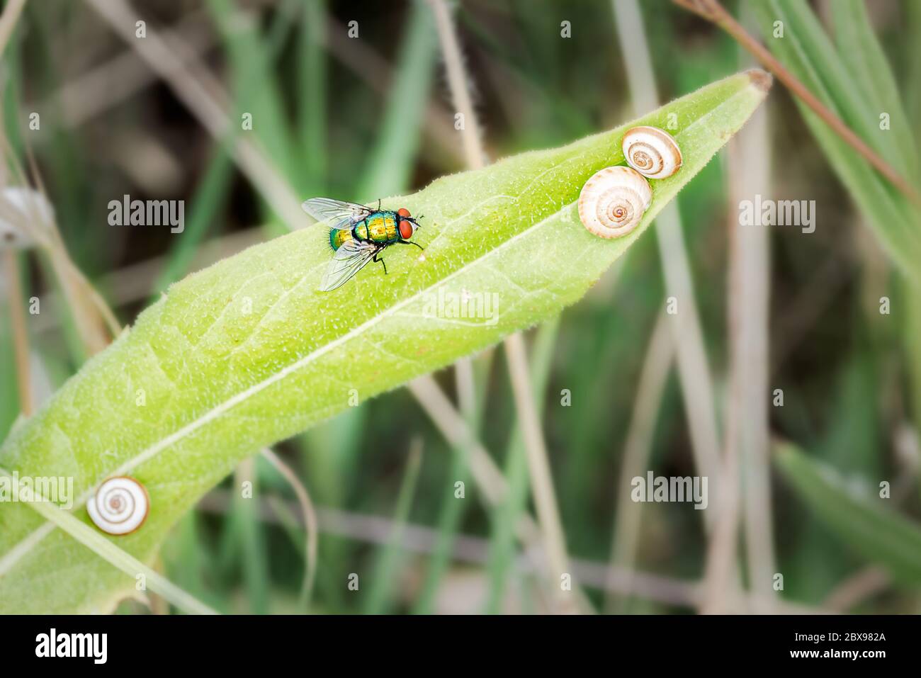 La mouche verte commune, Lucilia sericata, se reposant dans une feuille près de quelques escargots coquillages dans un matin ensoleillé Banque D'Images