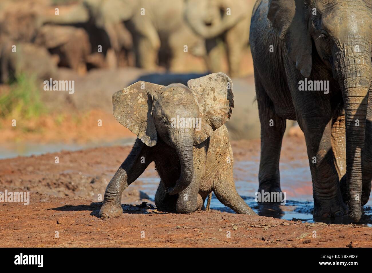 Un joli bébé éléphant d'Afrique (Loxodonta africana) jouant dans la boue, Parc national d'éléphants d'Addo, Afrique du Sud Banque D'Images