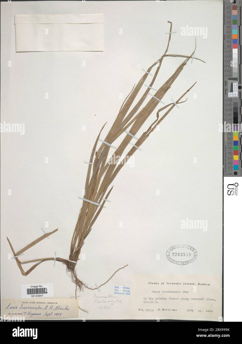 Carex breviscala CB Clarke Carex breviscala CB Clarke. Banque D'Images