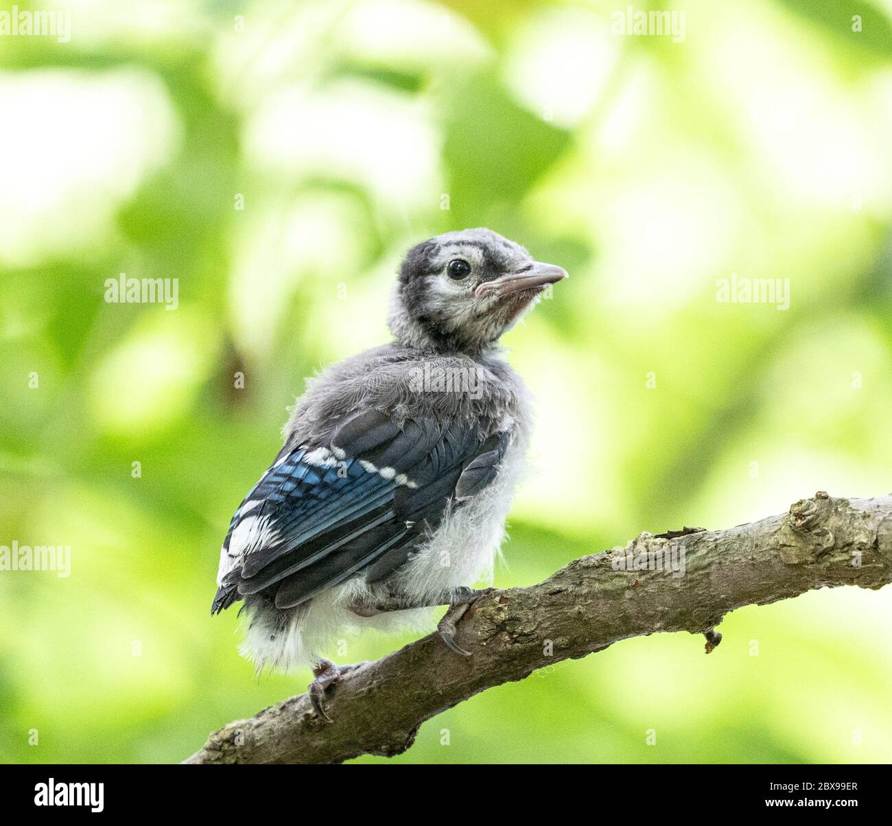 Baby Blue Jay Banque De Photographies Et D Images A Haute Resolution Alamy