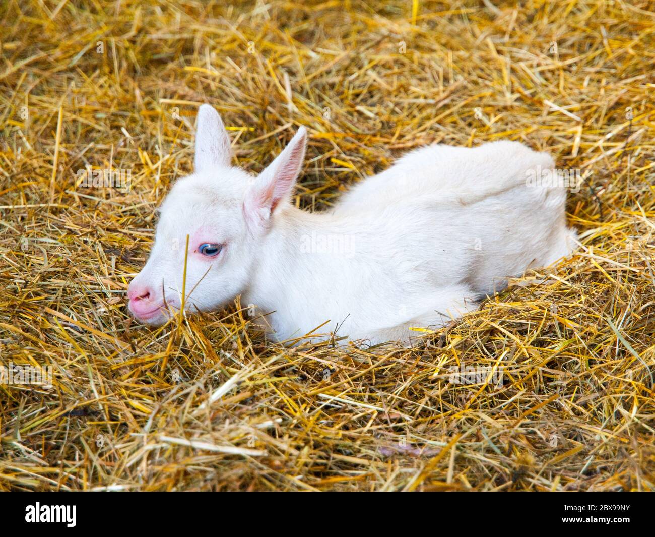 Enfant de chèvre blanc allongé sur une paille. Jeune animal de ferme. Banque D'Images