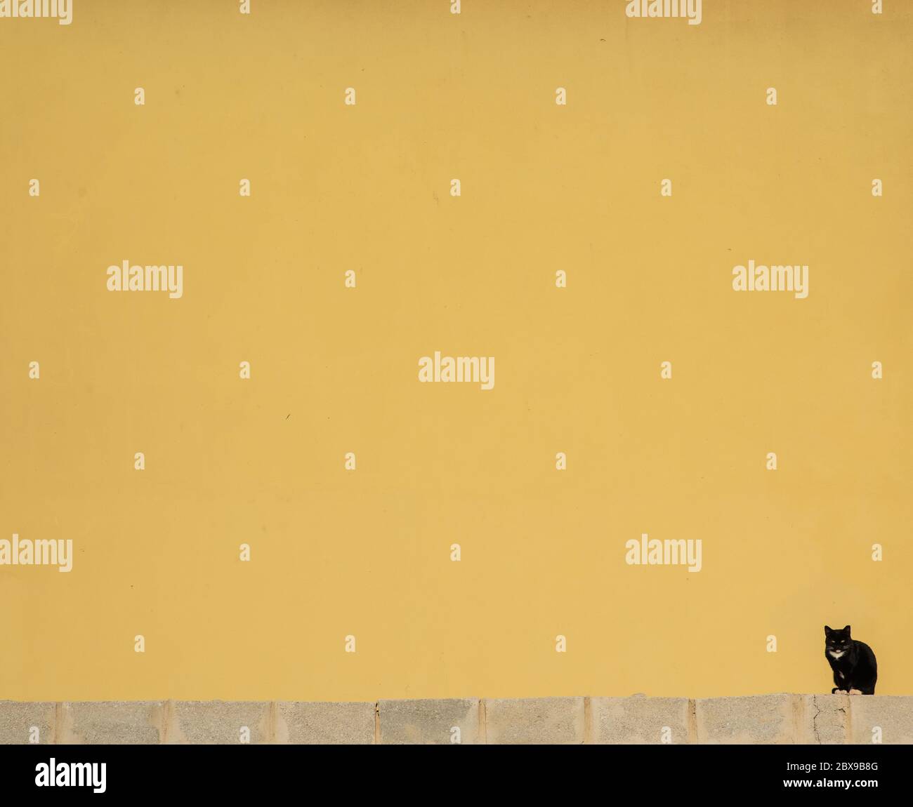 Chat noir assis sur le mur sur fond jaune. Banque D'Images