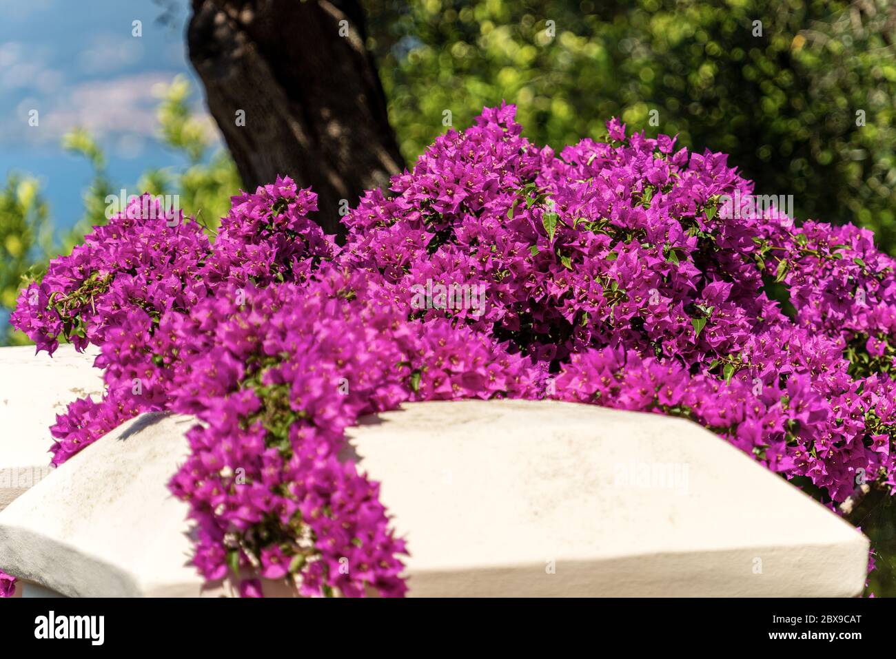 Gros plan d'une plante de bougainvilliers aux fleurs violettes, Ligurie,  Italie, Europe du Sud Photo Stock - Alamy