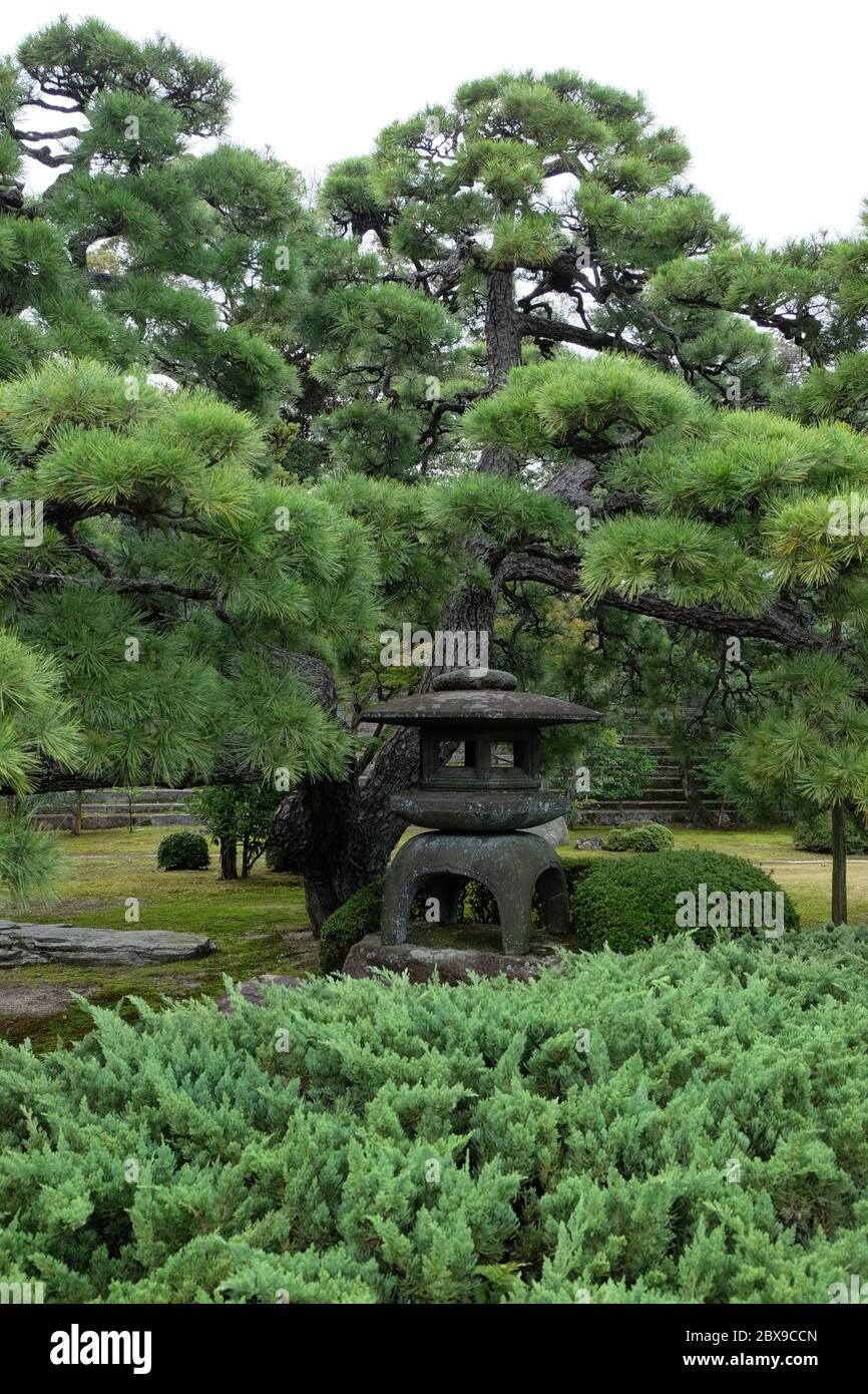 Lanterne japonaise en pierre, au milieu des pins Banque D'Images