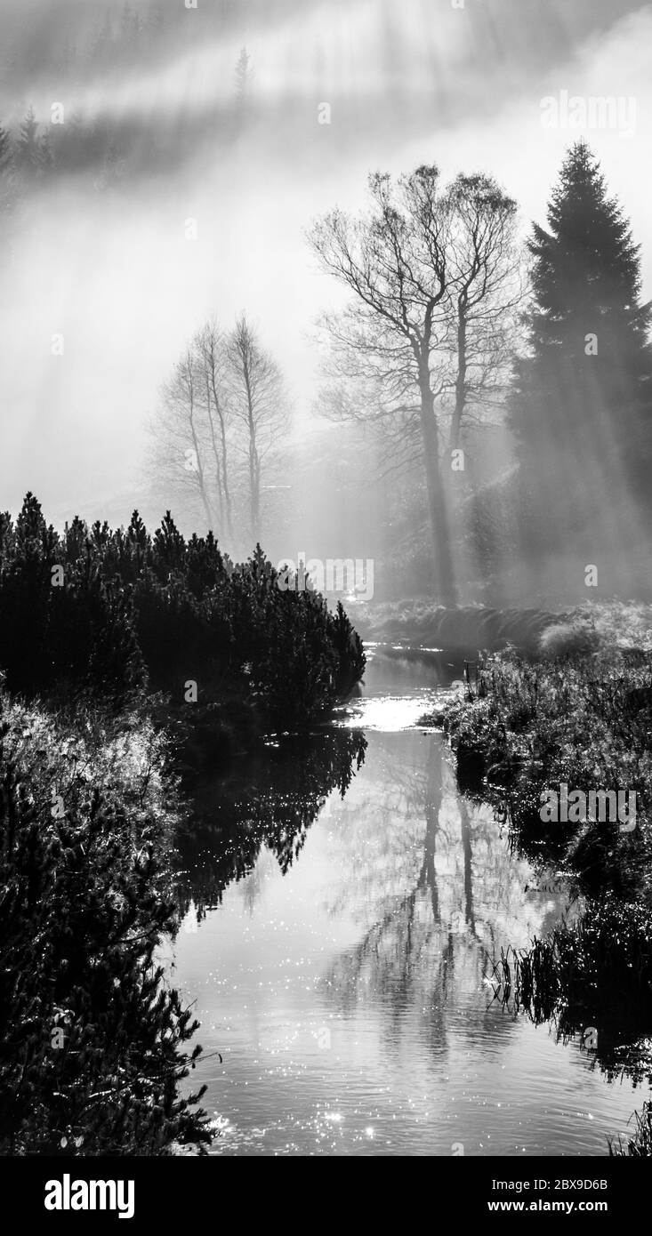 Matin brumeux dans la nature. Le soleil brille par le brouillard et les silhouettes des arbres. Réflexion de l'eau. Image en noir et blanc. Banque D'Images