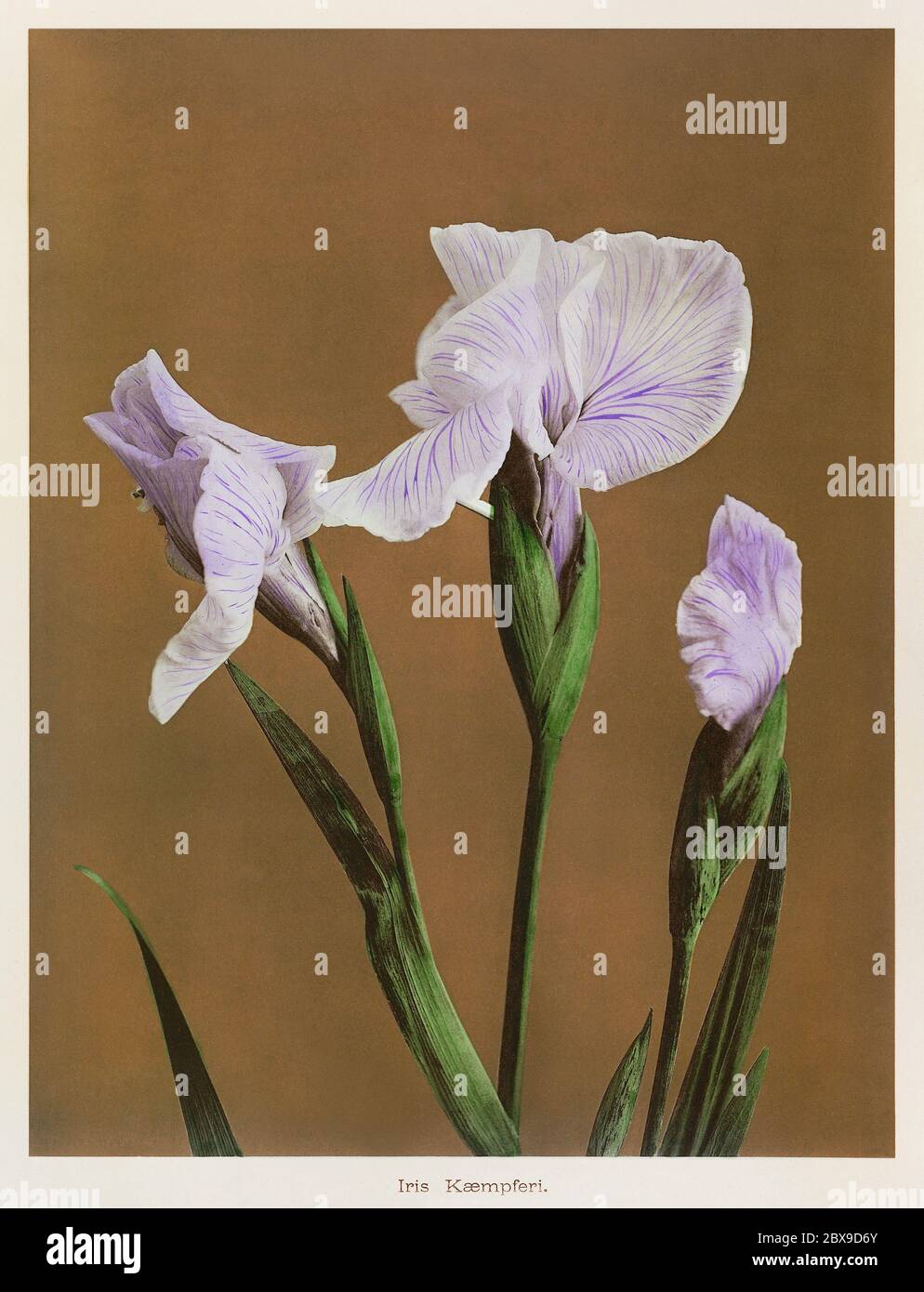 Iris Kæmpferi; Kazumasa Ogawa (japonais, 1860 - 1929); Yokohama, Japon; 1896; collotype de couleur main Banque D'Images